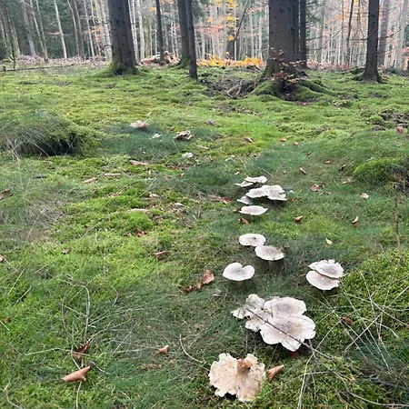 Ladolcevital Im Tiroler Holzhaus Mit Talblick * Bad Elster