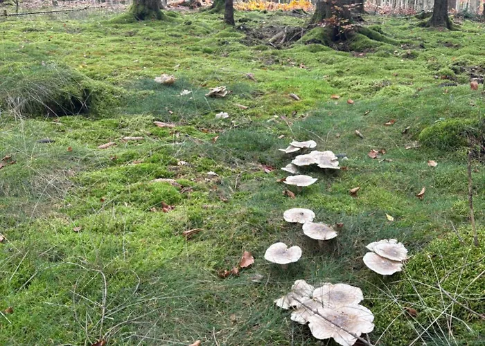 Ladolcevital Im Tiroler Holzhaus Mit Talblick * Bad Elster